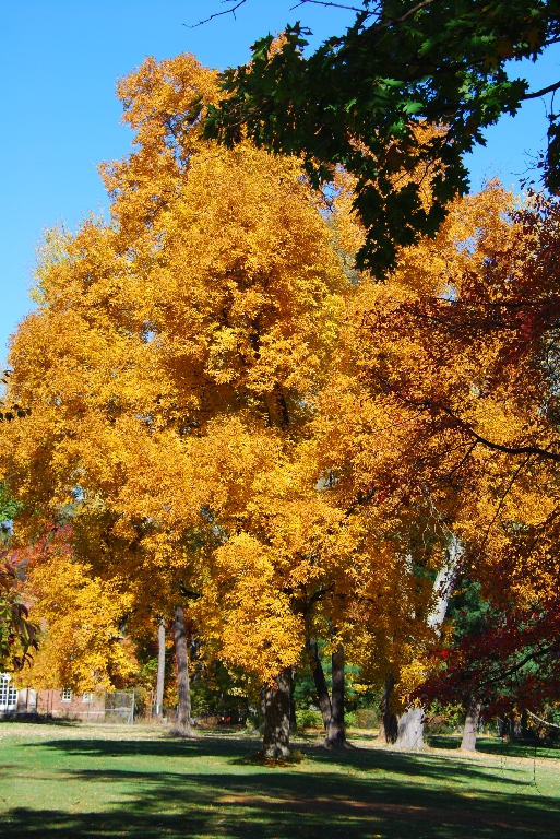 DSC_4536.JPG